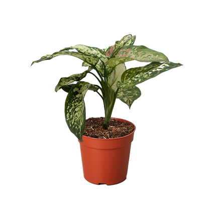 Chinese Evergreen &