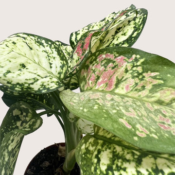 Chinese Evergreen &