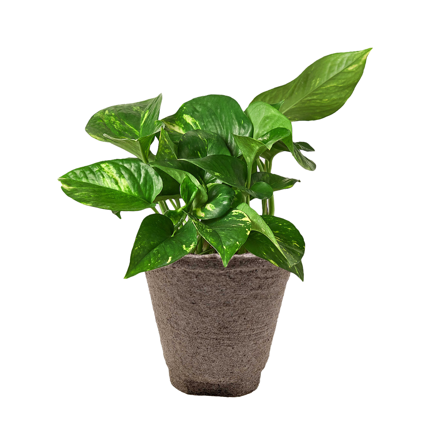 Pothos &