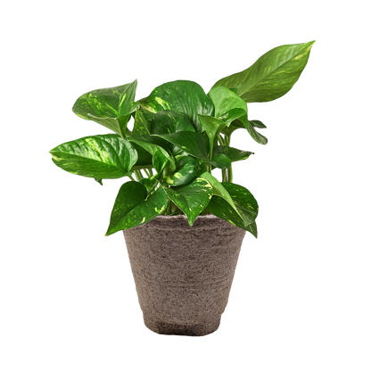 Pothos &