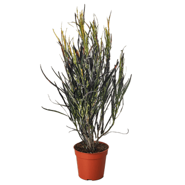Croton &