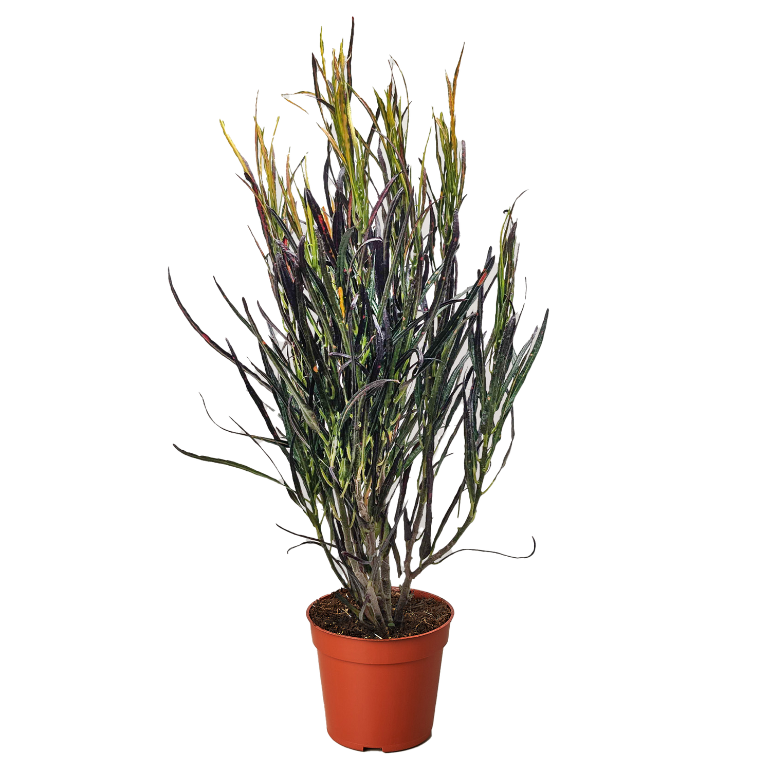 Croton &