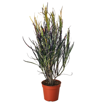 Croton &