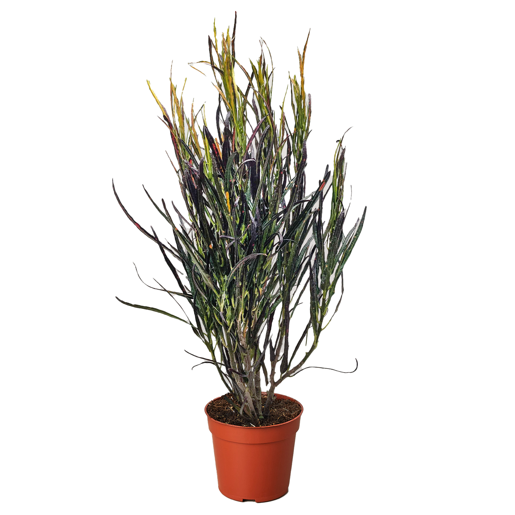 Croton &