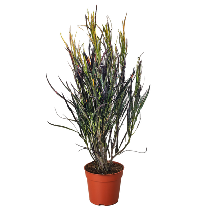 Croton &