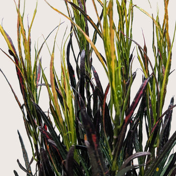 Croton &