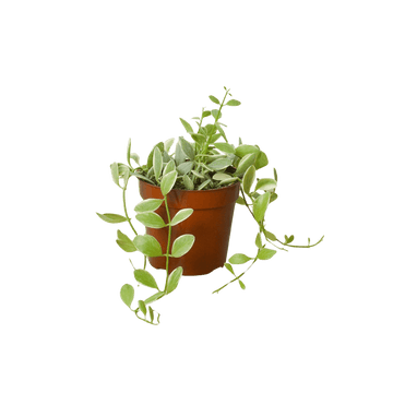 Succulent Dischidia Cascade - Ethereal Company-Succulent