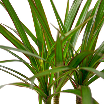 Dracaena Marginata Cane - Ethereal Company-Indoor Plants