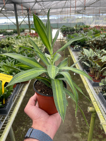 Dracaena &