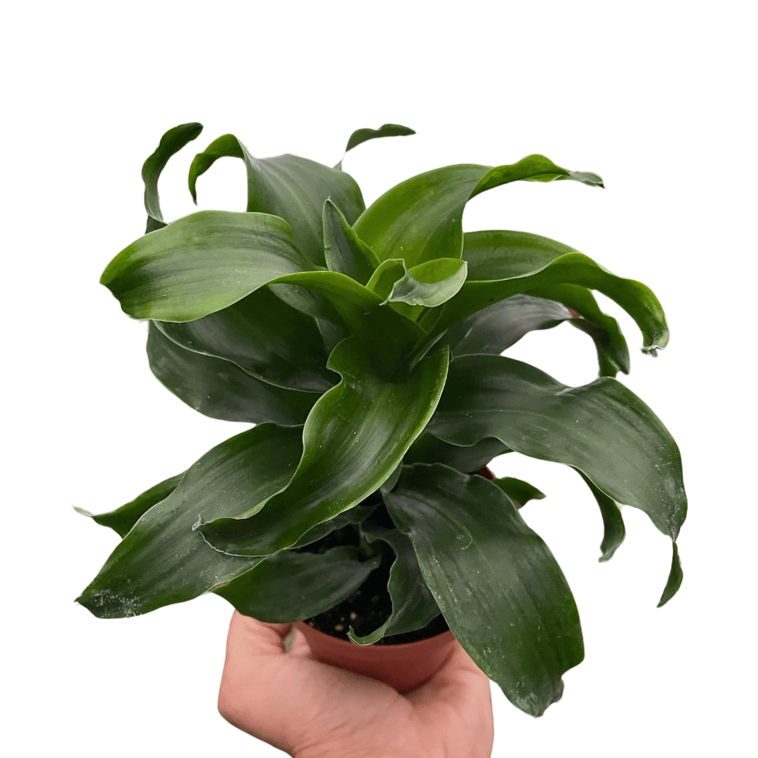 Dracaena &