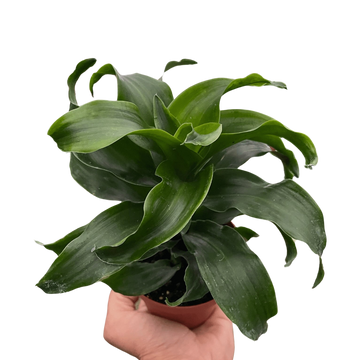 Dracaena &