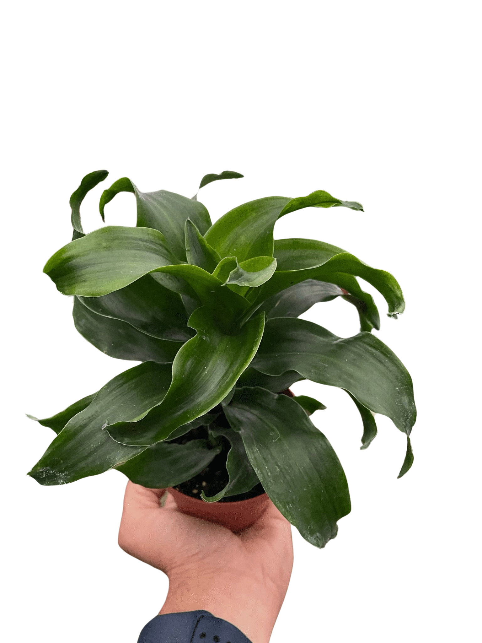 Dracaena &