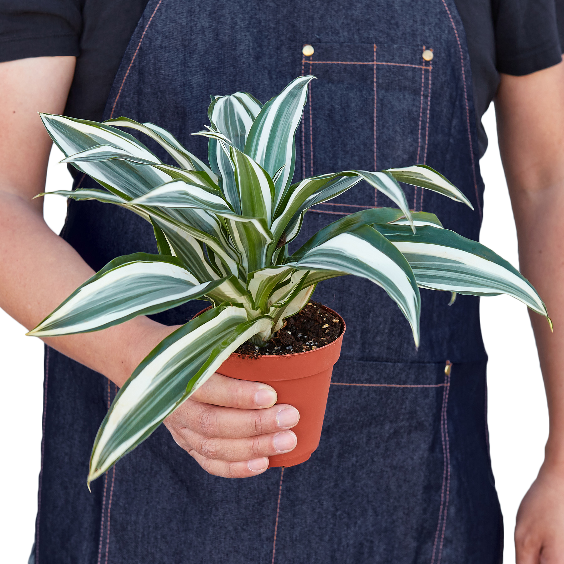 Dracaena &