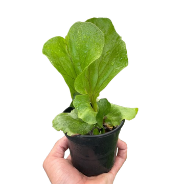 Fern &