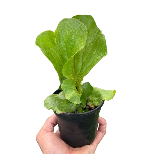 Fern &