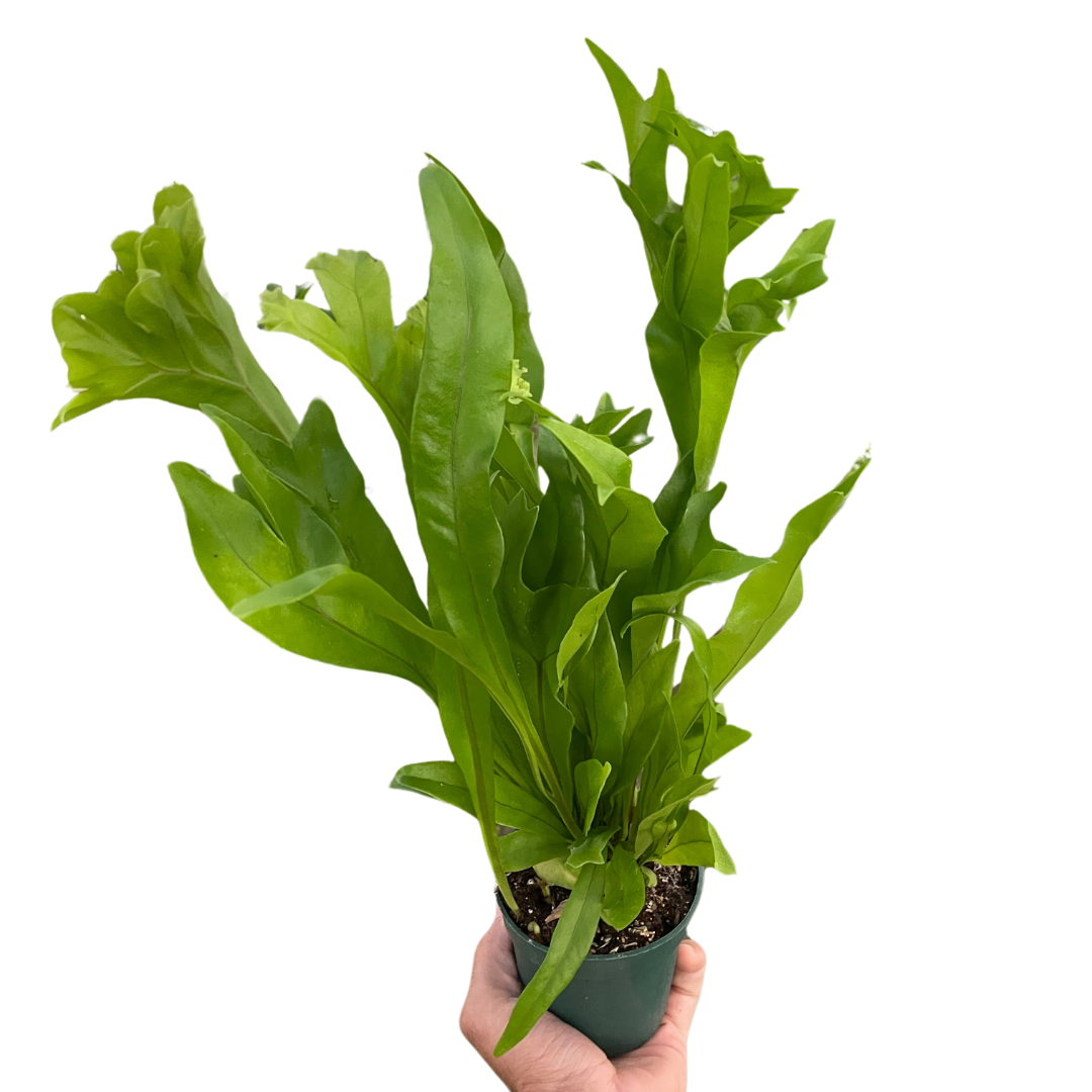 Fern &