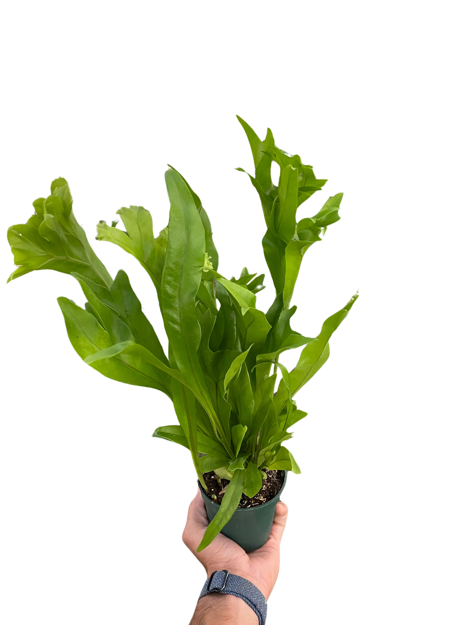 Fern &