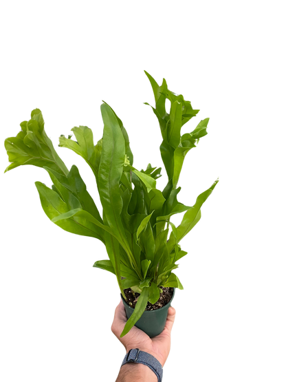 Fern &