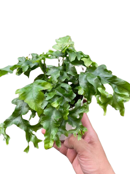 Fern &