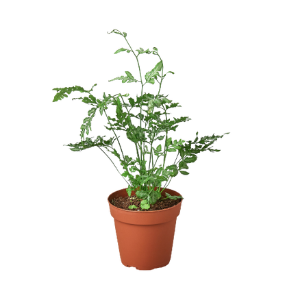 Fern &