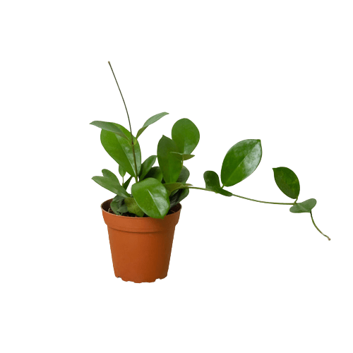 Hoya &