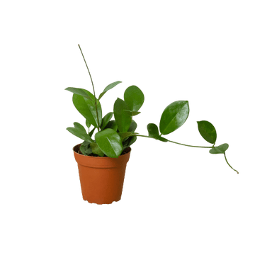 Hoya &