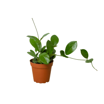 Hoya &