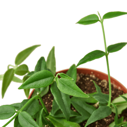 Hoya Bella - Ethereal Company-4&quot; Plant