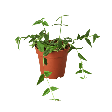 Hoya Bella - Ethereal Company-4" Plant