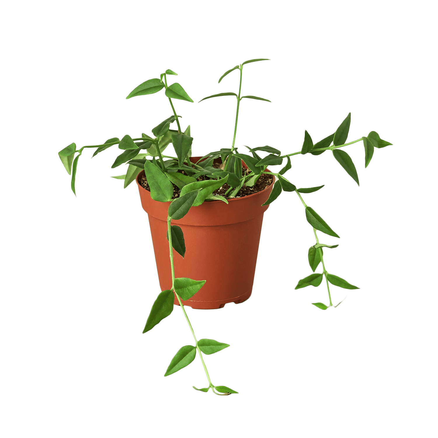 Hoya Bella - Ethereal Company-4&quot; Plant