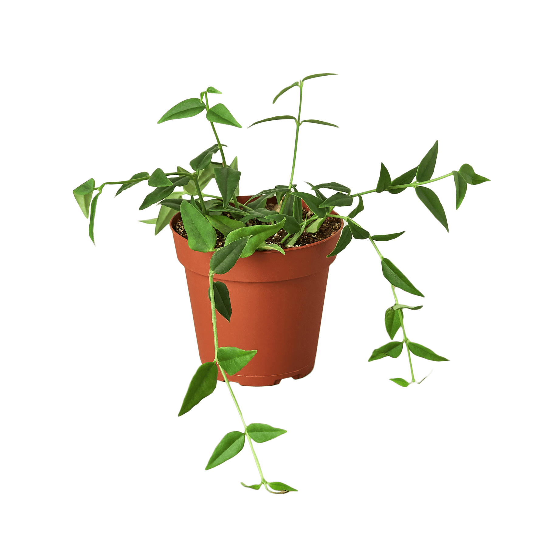 Hoya Bella - Ethereal Company-4&quot; Plant