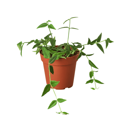 Hoya Bella - Ethereal Company-4&quot; Plant