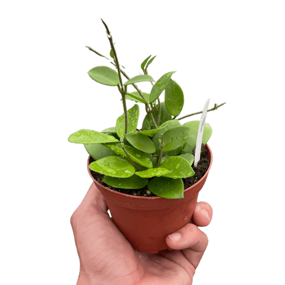 Hoya Bilobata - Ethereal Company-4&quot; Plant