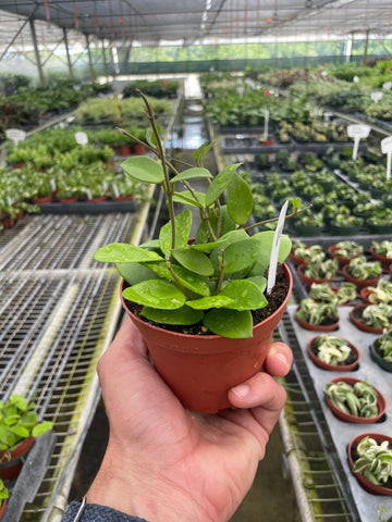 Hoya Bilobata - Ethereal Company-4&quot; Plant