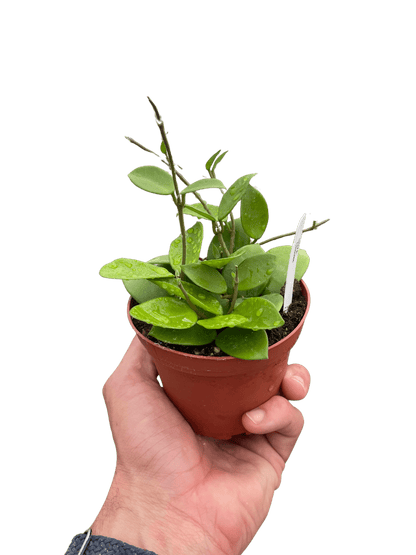 Hoya Bilobata - Ethereal Company-4&quot; Plant