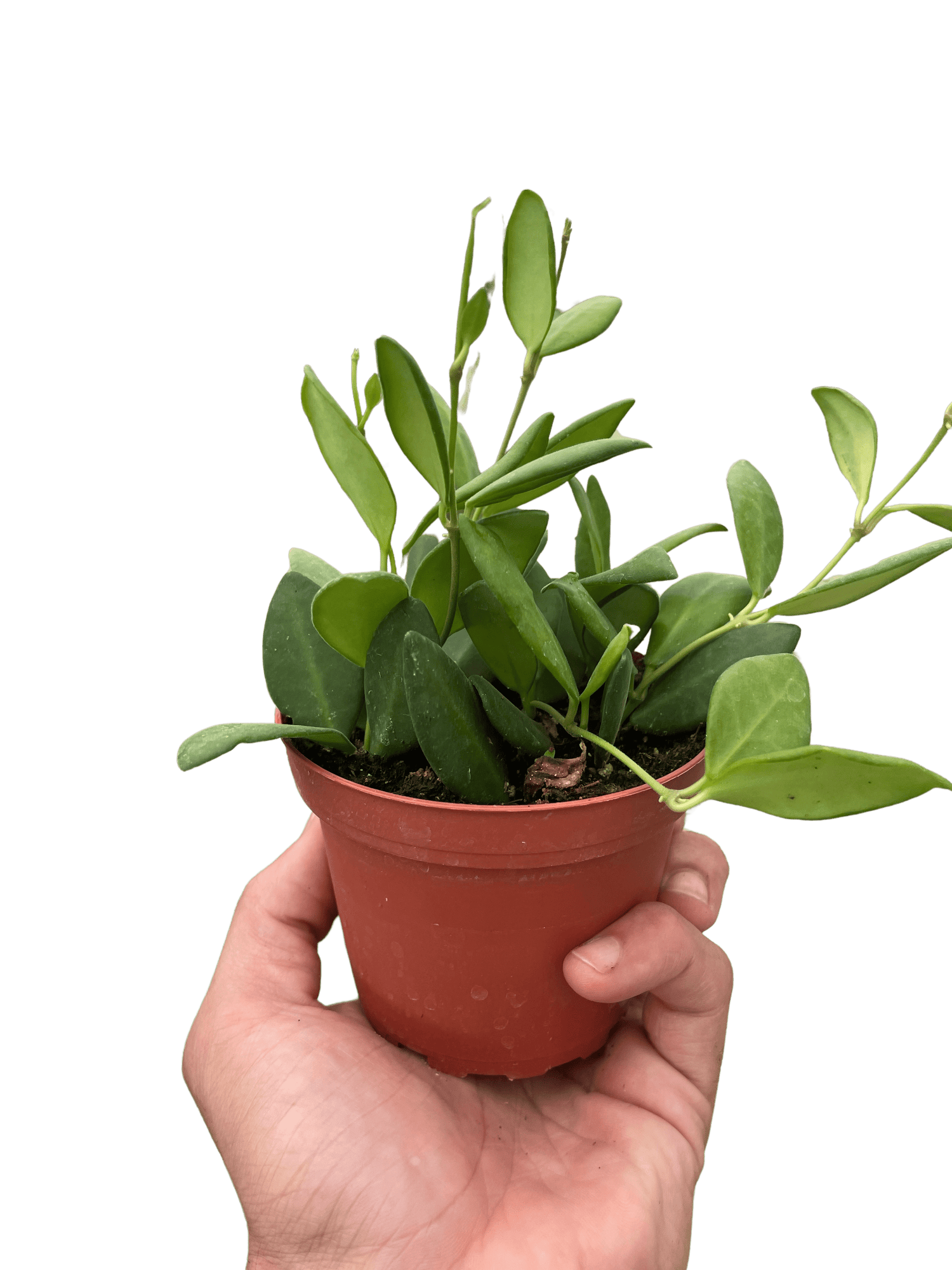Hoya Chouke - Ethereal Company-4&quot; Plant