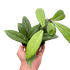 Hoya &