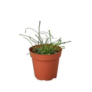 Hoya &