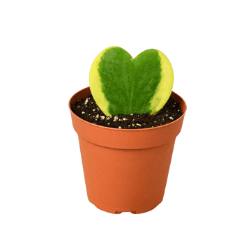 Hoya &