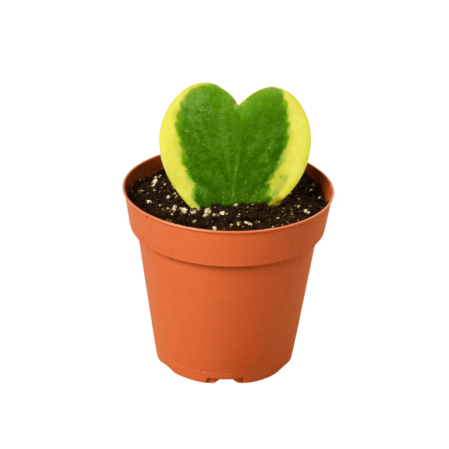 Hoya &