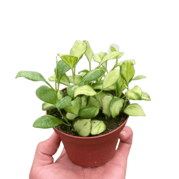 Hoya Heuschkeliana Variegated - Ethereal Company-4&quot; Plant