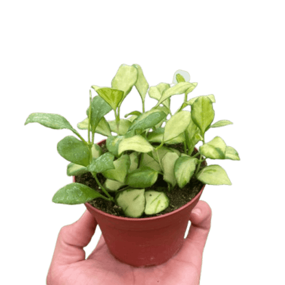 Hoya Heuschkeliana Variegated - Ethereal Company-4&quot; Plant