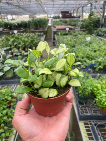 Hoya Heuschkeliana Variegated - Ethereal Company-4&quot; Plant