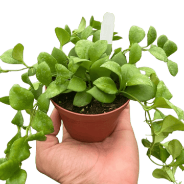 Hoya Heuschkeliana - Ethereal Company-4&quot; Plant