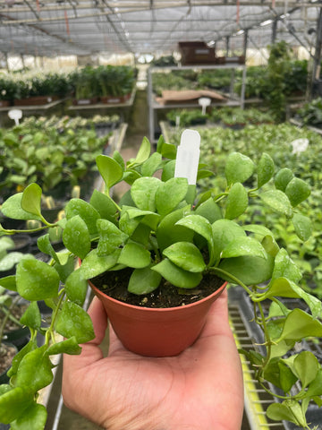 Hoya Heuschkeliana - Ethereal Company-4&quot; Plant