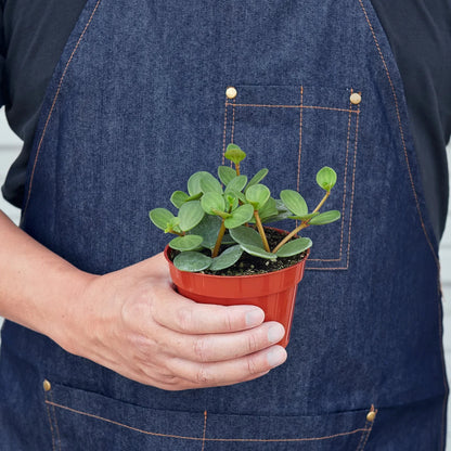 Peperomia &