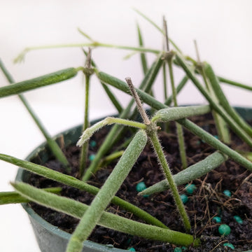 Hoya Insularis - Ethereal Company-4&quot; Plant