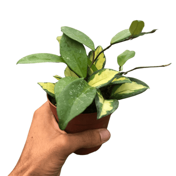 Hoya Carnosa &