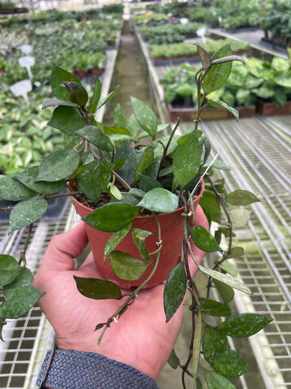 Hoya Krohniana Black - Ethereal Company-4&quot; Plant