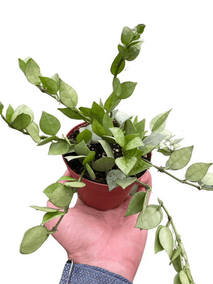 Hoya &
